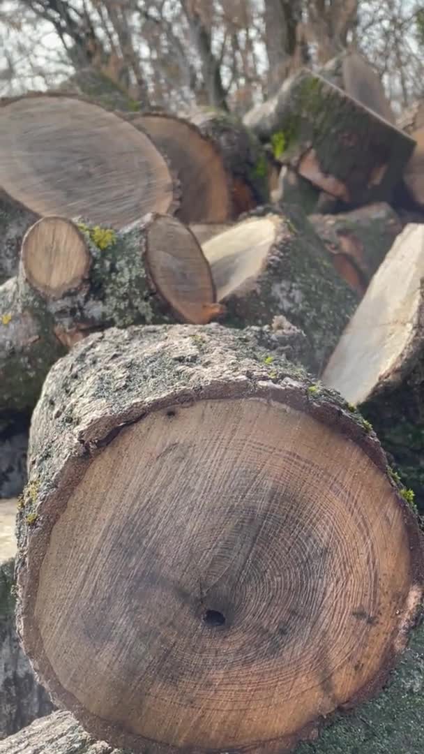 Firewood Sawn Sawdust Pile Saw Branches Fallen War Nature Work — Stock Video