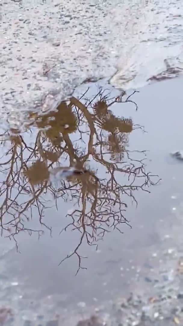 Kałuża Kałuże Droga Brudne Smutne Smutne Bezdrożne Ulica Natura Gałęzie — Wideo stockowe