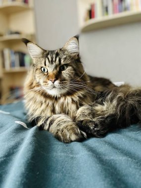 Maine Rakunu, Ana Rakun, Kedi, Kediler, Kedicik, Hayvan, Oda, Yatak, Daire, Yün, Hayvan, Hayat, Burun, Pençe, Dinlenme, Hayat, Aşk