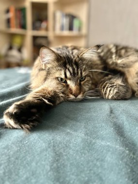 Maine Rakunu, Ana Rakun, Kedi, Kediler, Kedicik, Hayvan, Oda, Yatak, Daire, Yün, Hayvan, Hayat, Burun, Pençe, Dinlenme, Hayat, Aşk