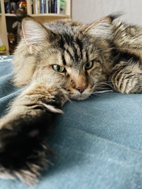 Maine Rakunu, Ana Rakun, Kedi, Kediler, Kedicik, Hayvan, Oda, Yatak, Daire, Yün, Hayvan, Hayat, Burun, Pençe, Dinlenme, Hayat, Aşk