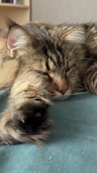 Maine Rakunu Maine Rakunu Mainecoon Büyük Kedi Kediler Kedicik Hayvan — Stok video