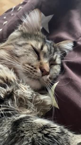 Büyük Kedi Kediler Mainecoon Mainecoon Hayvanlar Uyku Dinlenme — Stok video