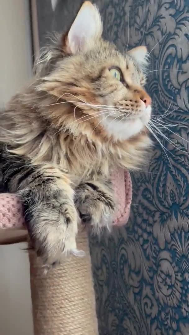 Maine Coon Mainecoon 고양이 고양이 고양이 고양이 아파트 편평한 Meow — 비디오