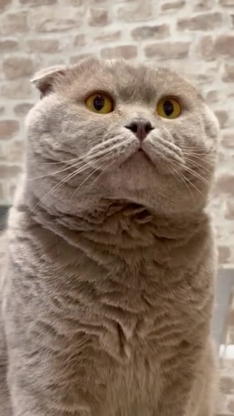 Gato Gatitos Británico Escocés Mira Ojos Orejas Cabeza Bigotes Piel — Vídeo de stock
