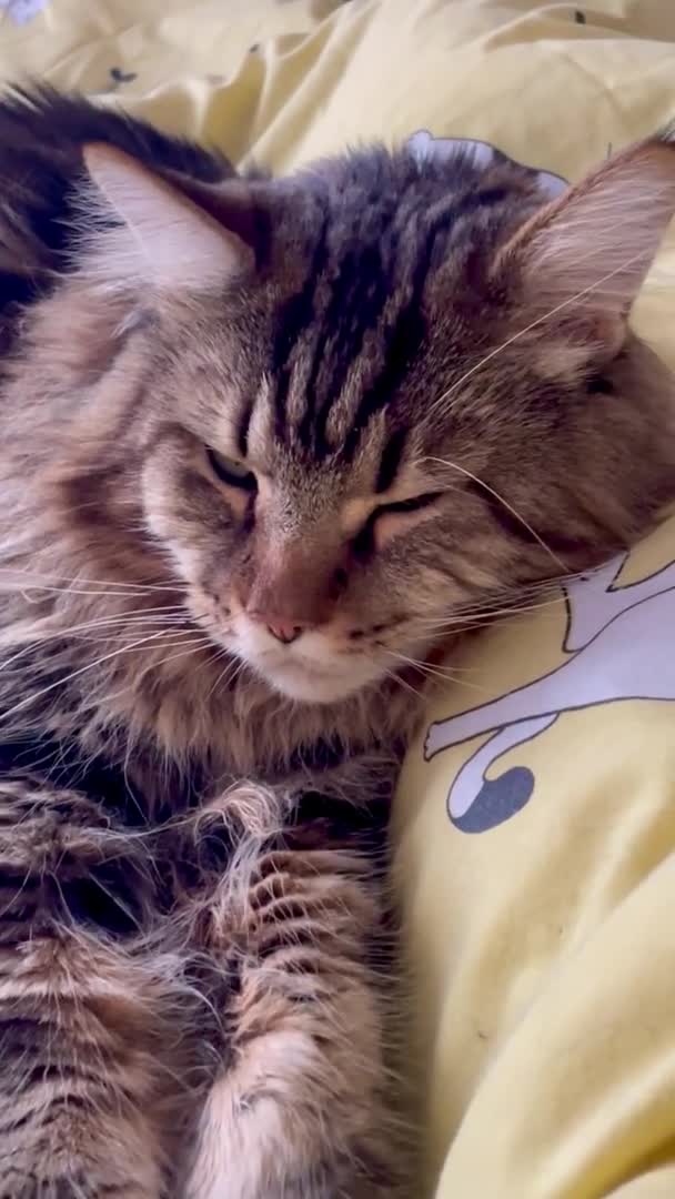 Maine Coon Katt Katt Kattungar Husdjur Rum Säng Lägenhet Päls — Stockvideo