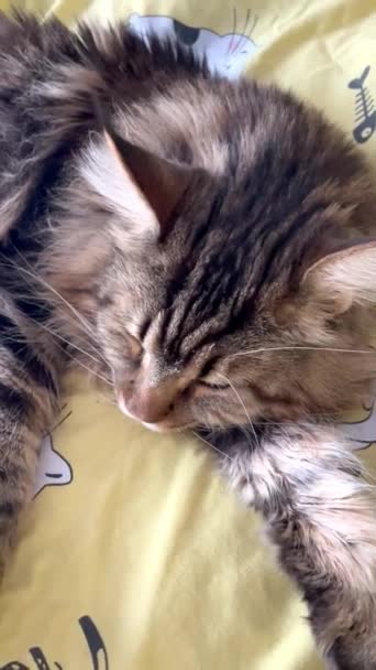 Maine Coon Kucing Kucing Kucing Hewan Peliharaan Ruang Tempat Tidur — Stok Video