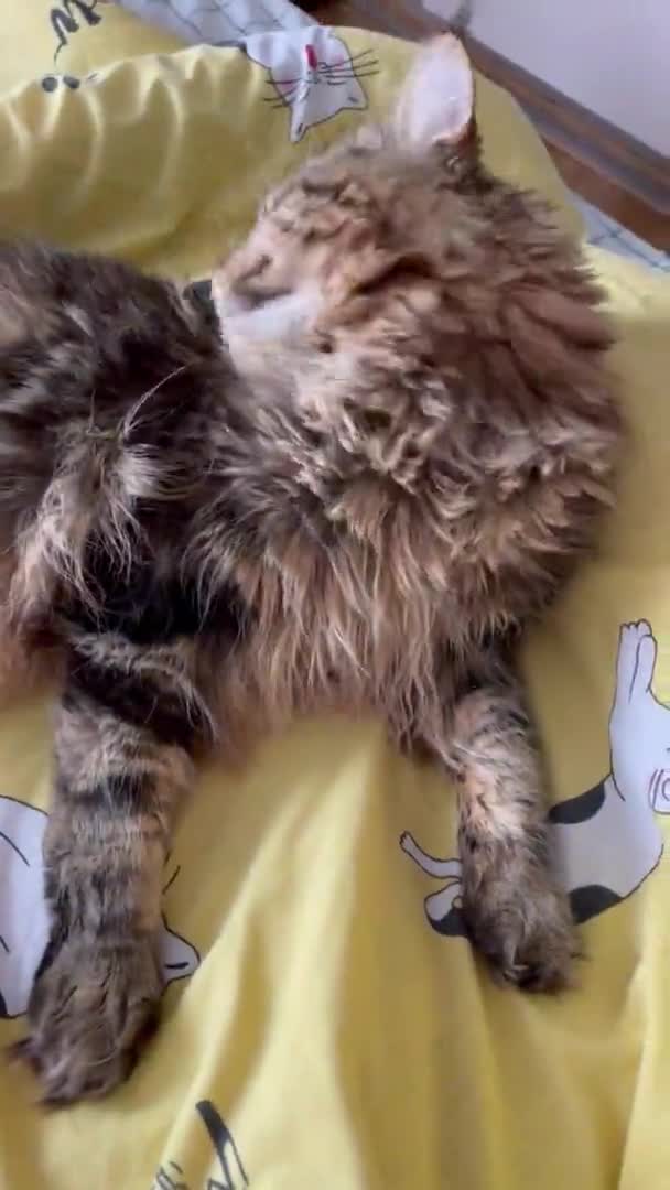 Мейн Кун Кіт Кіт Кошеня Домашня Тварина Кімната Ліжко Квартира — стокове відео