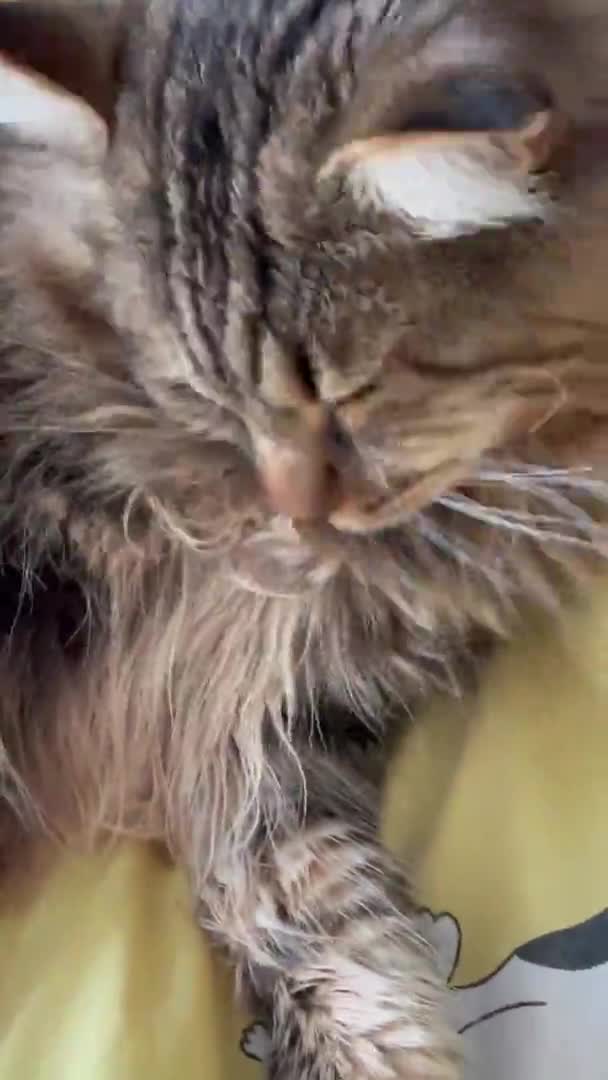 Maine Coon 고양이 고양이 고양이 고양이 아파트 — 비디오