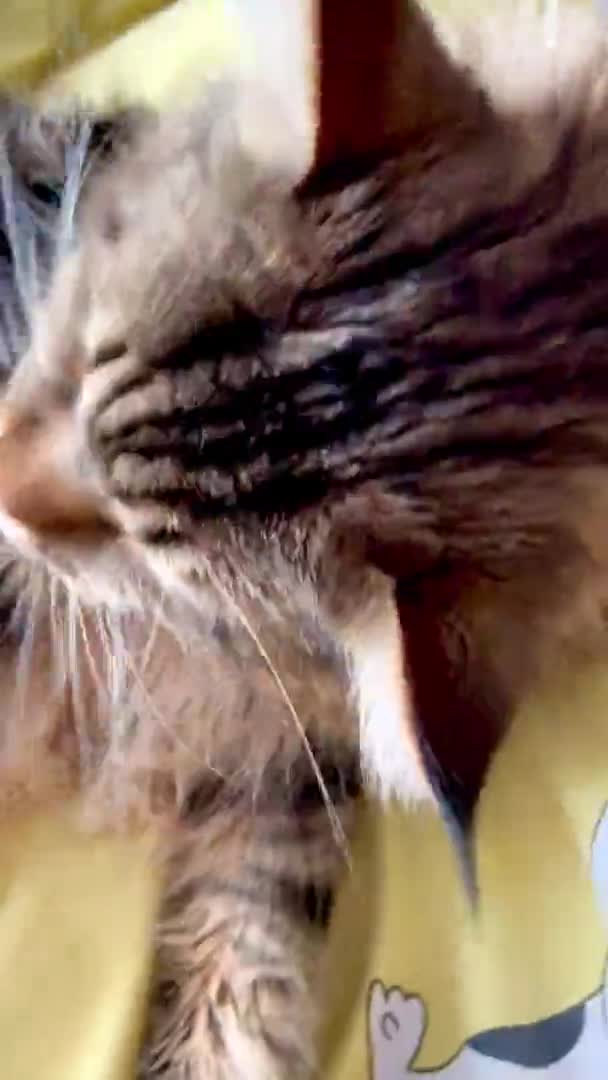 Maine Coon Cat Cats Kitty Pet Room Bed Apartment Fur — Vídeos de Stock