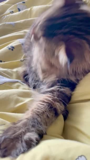 Maine Rakunu Kedi Kedi Kedi Kedi Hayvan Oda Yatak Daire — Stok video