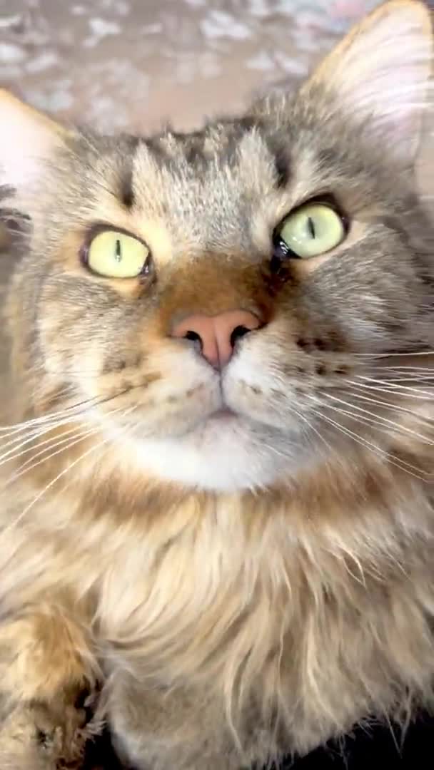 Maine Coon Cat Cats Friend Friendly Pet Room Bed Apartment — стоковое видео