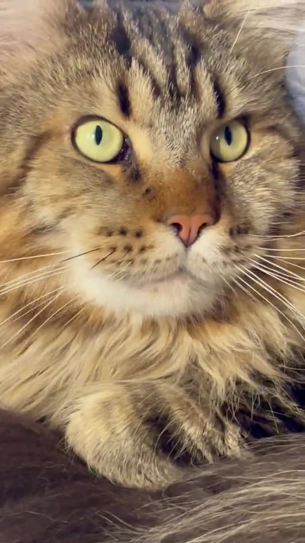 Maine Coon Gato Gatos Gatinhos Animal Estimação Quarto Cama Apartamento — Vídeo de Stock