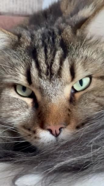 Maine Coon Gato Gatos Peludo Animal Estimação Quarto Cama Apartamento — Vídeo de Stock