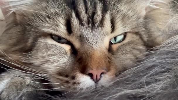 Maine Mýval Kočka Kočky Chlupatý Domácí Mazlíček Pokoj Postel Byt — Stock video