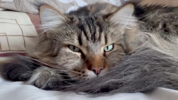 Maine Coon Gato Gatos Peludo Animal Estimação Quarto Cama Apartamento — Vídeo de Stock