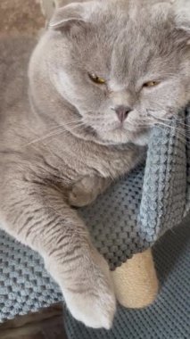 Kedi, kedi, kedi, sivri, ağızlık, tüylü, İngiliz, İngiliz kedisi, İskoç, evcil hayvan