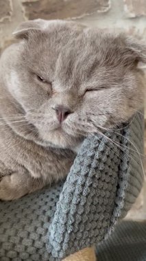 Kedi, kedi, kedi, sivri, ağızlık, tüylü, İngiliz, İngiliz kedisi, İskoç, evcil hayvan