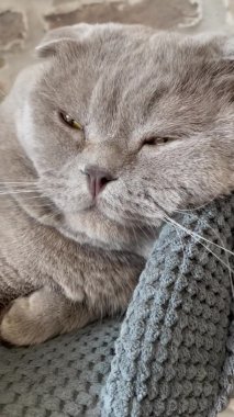 Kedi, kedi, kedi, sivri, ağızlık, tüylü, İngiliz, İngiliz kedisi, İskoç, evcil hayvan