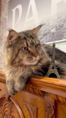 Maine Rakunu, Kedi, Kediler, Büyük Kediler, Evcil hayvan, Oda, Ev, Daire, Kürk, Bak, Hayvan, Hayat, Burun, Kulak, Pençe, Piyano 