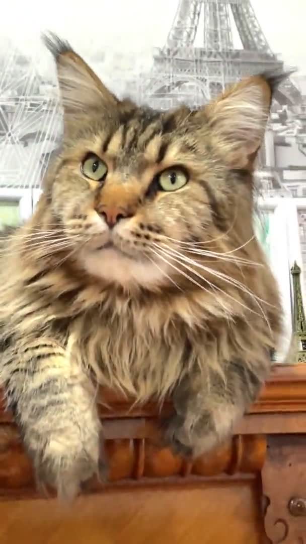 Ρακούν Μέιν Γάτα Γάτες Μεγάλες Γάτες Κατοικίδιο Δωμάτιο Σπίτι Διαμέρισμα — Αρχείο Βίντεο