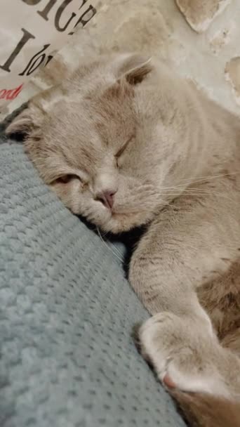 Kat Poesje Katten Puntig Muilkorf Pluizig Brits Britse Kat Schots — Stockvideo