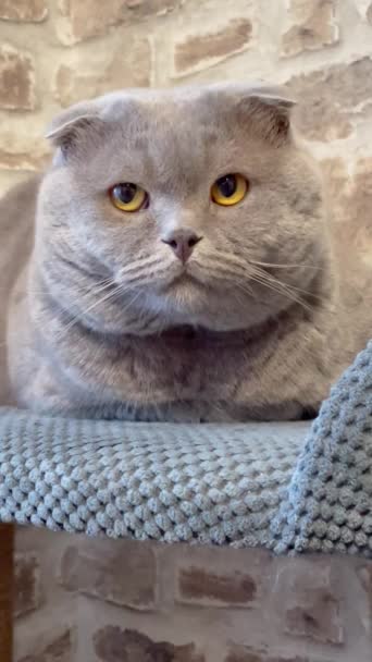 Γάτα Γατούλα Γάτες Μυτερή Φίμωτρο Αφράτη Βρετανίδα Βρετανίδα Γάτα Σκωτσέζικη — Αρχείο Βίντεο