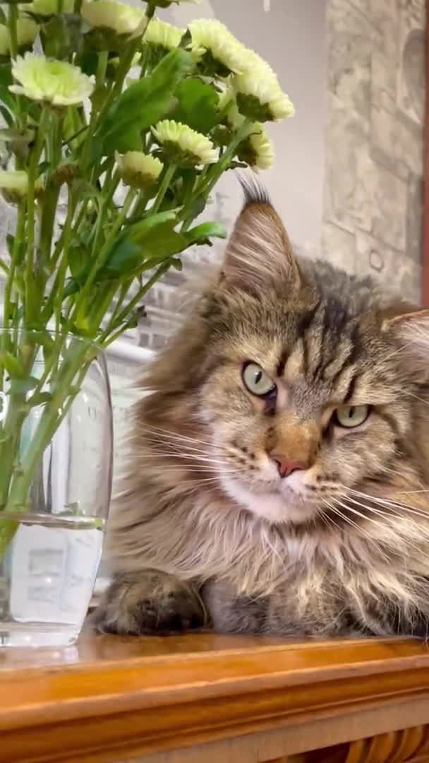 Maine Coon Katt Katter Blommor Vår Piano Diplom Certifikat Studie — Stockvideo