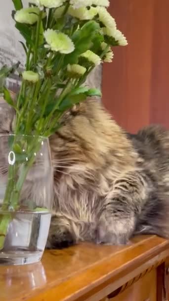 Maine Coon Gato Gatos Flores Primavera Piano Diploma Certificado Estudo — Vídeo de Stock