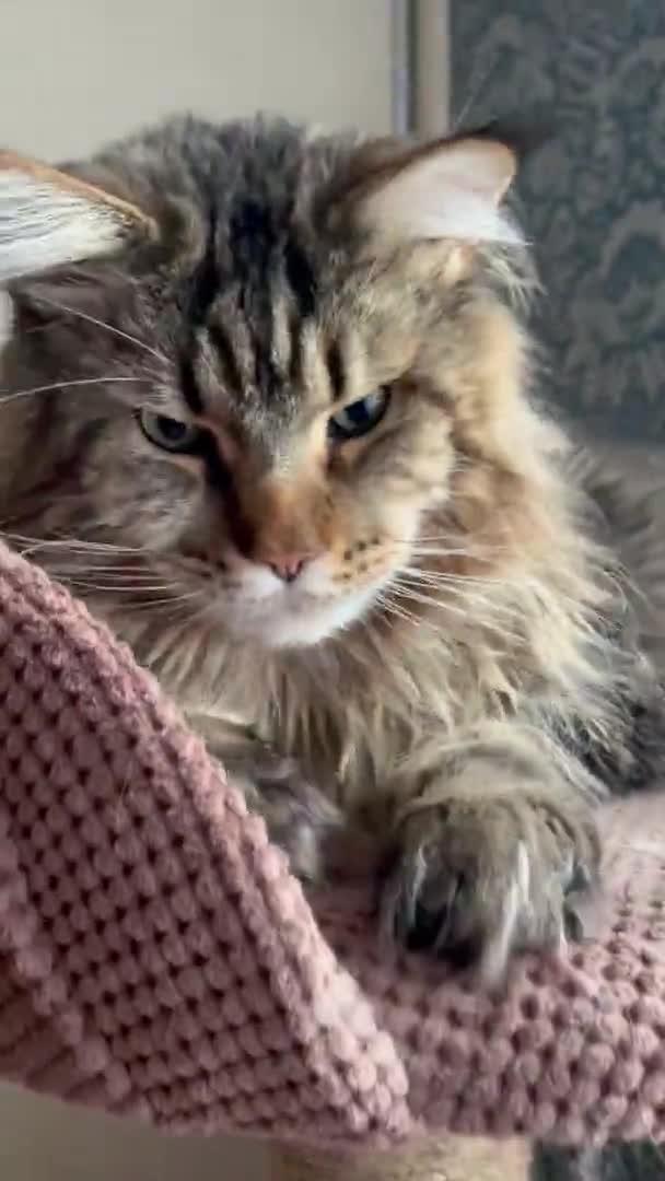 Maine Coon Katt Katt Kattungar Husdjur Rum Säng Lägenhet Päls — Stockvideo