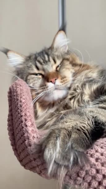Maine Coon Kot Koty Kocięta Zwierzę Domowe Pokój Łóżko Apartament — Wideo stockowe