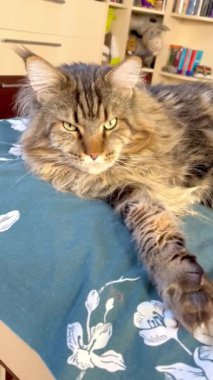 Mainecoon, ağabey, büyük kediler, ev, yatak, dinlenme, hayvanlar. 
