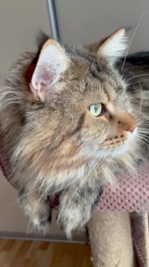 Mainecoon, büyük kediler, kediler, kediler, hayvanlar, arkadaş, hayvan, yatak, ev, dinlenme