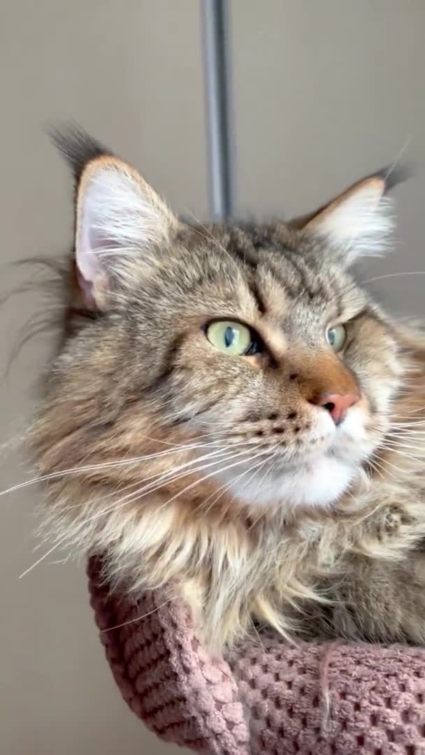 Mainecoon Μεγαλες Γατες Γατα Γατες Ζωα Φιλος Κατοικίδιο Κρεβατι Σπιτι — Αρχείο Βίντεο
