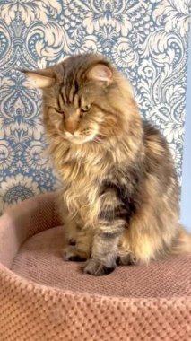 Mainecoon, Maine Rakunu, Büyük Kediler, Kedi, Kediler, Hayvanlar, Dinlenme, Ev, Arkadaşlar, Dost, Evcil Hayvan