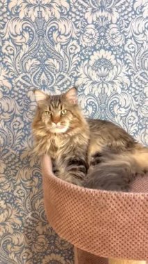 Mainecoon, Maine Rakunu, Büyük Kediler, Kedi, Kediler, Hayvanlar, Dinlenme, Ev, Arkadaşlar, Dost, Evcil Hayvan