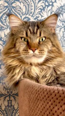 Mainecoon, Maine Rakunu, Büyük Kediler, Kedi, Kediler, Hayvanlar, Dinlenme, Ev, Arkadaşlar, Dost, Evcil Hayvan