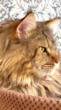 Mainecoon, Maine Rakunu, Büyük Kediler, Kedi, Kediler, Hayvanlar, Dinlenme, Ev, Arkadaşlar, Dost, Evcil Hayvan