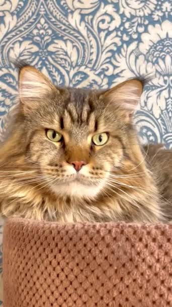 Mainecoon Maine Coon Big Cats Cat Cats Animals Rest Home — Stock Video