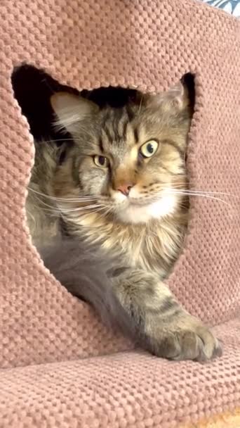 Mainecoon Maine Coon Μεγαλες Γατες Γατα Γατες Ζωα Ξεκουραση Σπιτι — Αρχείο Βίντεο
