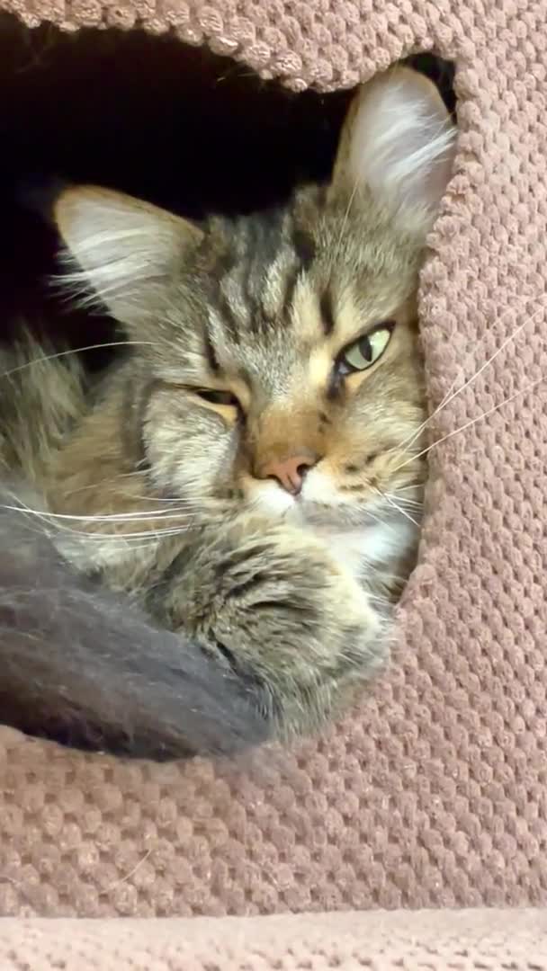 Мейнджон Мейн Кун Великі Кішки Кіт Коти Тварини Відпочинок Будинок — стокове відео