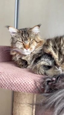 Mainecoon, Maine Coon, rest, cat, big cats, pet, animals, home, endly 