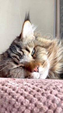 Mainecoon, Maine Coon, rest, cat, big cats, pet, animals, home, endly 