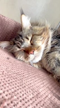 Mainecoon, Maine Coon, rest, cat, big cats, pet, animals, home, endly 