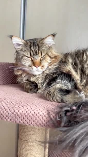Mainecoon Maine Coon Descanso Gato Gatos Grandes Animal Estimação Animais — Vídeo de Stock
