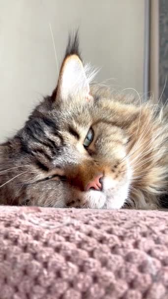 Mainecoon Maine Coon Descanso Gato Grandes Gatos Mascota Animales Hogar — Vídeos de Stock