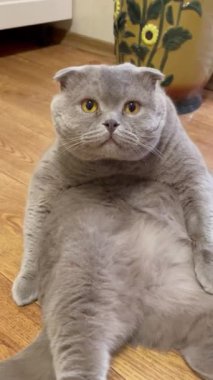 Kedi, kedi, kedi, sivri, ağızlık, tüylü, İngiliz, İngiliz kedisi, İskoç, evcil hayvan