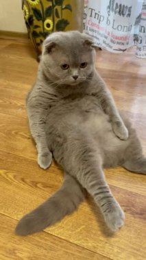 Kedi, kedi, kedi, sivri, ağızlık, tüylü, İngiliz, İngiliz kedisi, İskoç, evcil hayvan