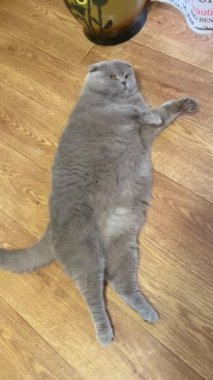 Kedi, kedi, kedi, sivri, ağızlık, tüylü, İngiliz, İngiliz kedisi, İskoç, evcil hayvan