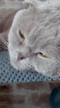 Kedi, kedi, kedi, sivri, ağızlık, tüylü, İngiliz, İngiliz kedisi, İskoç, evcil hayvan, gri, hayvan 